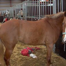 New Forest Soraya Solgt R.I.P