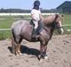 Welsh Mountain (sec A) R.I.P Shadow 