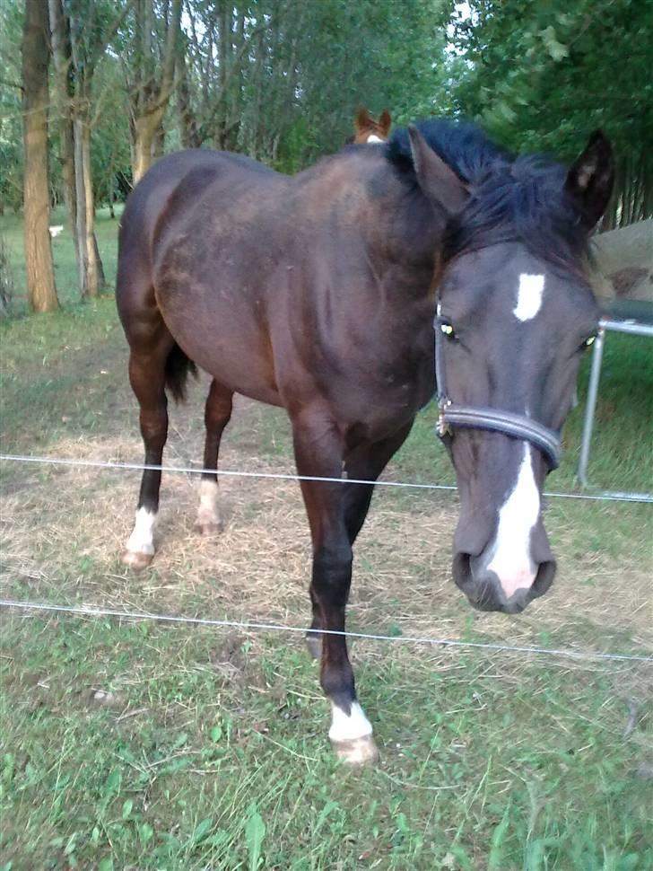 Dansk Varmblod Damkærsgård's Nero billede 6