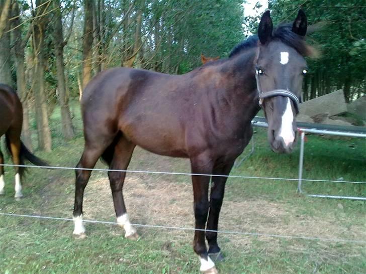 Dansk Varmblod Damkærsgård's Nero billede 7