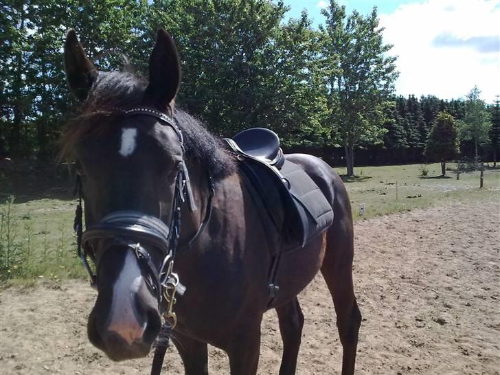 Dansk Varmblod Damkærsgård's Nero billede 8