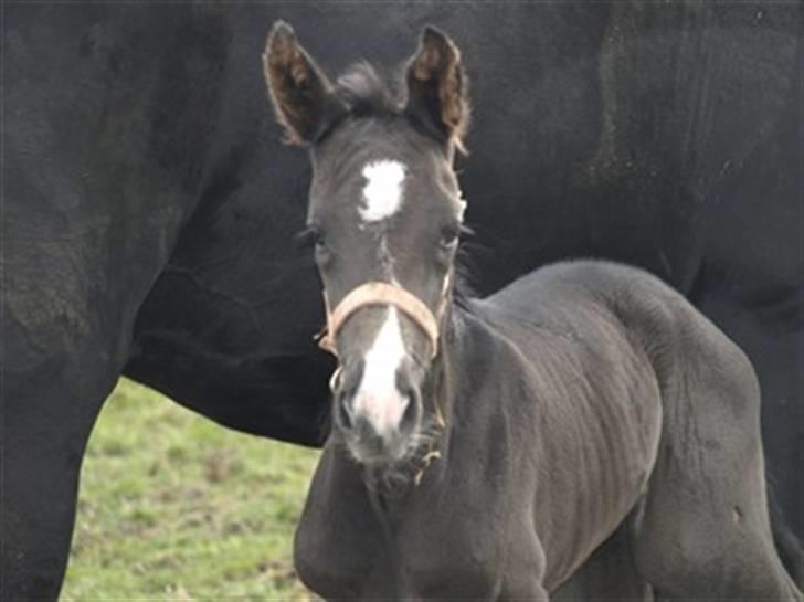 Dansk Varmblod Damkærsgård's Nero billede 9