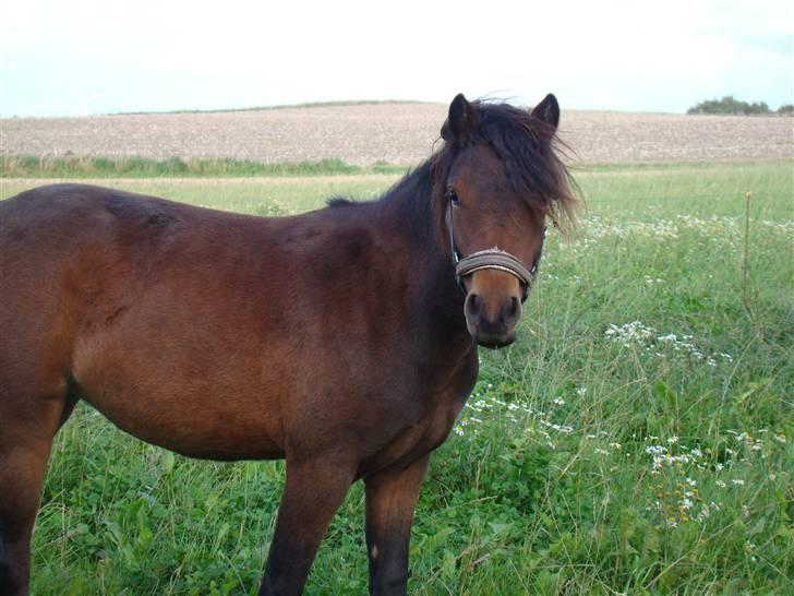 Dartmoor Innis ofelia billede 2