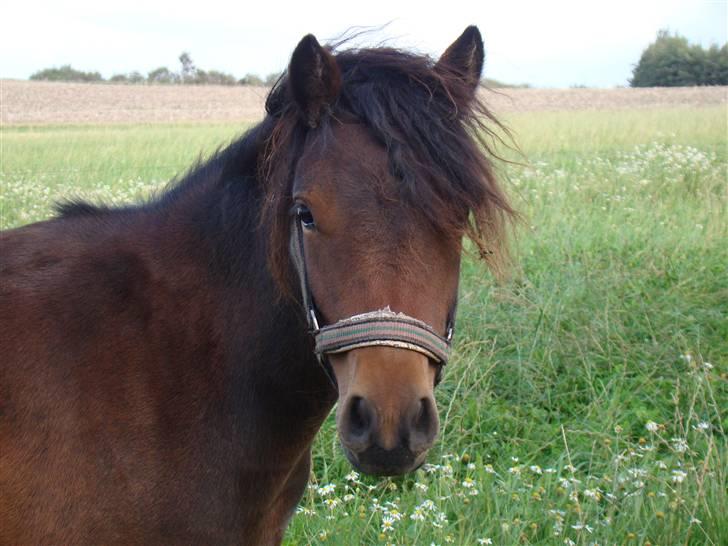 Dartmoor Innis ofelia billede 3