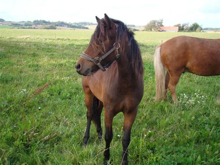 Dartmoor Innis ofelia billede 4