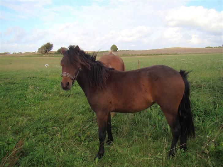 Dartmoor Innis ofelia billede 5