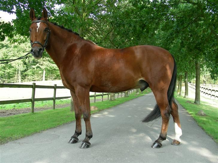 Anden særlig race Indy Boy Lærkebo Wonderboy - Sommer 2009, fuld figur.(Fotodag). Foto: Mig billede 8