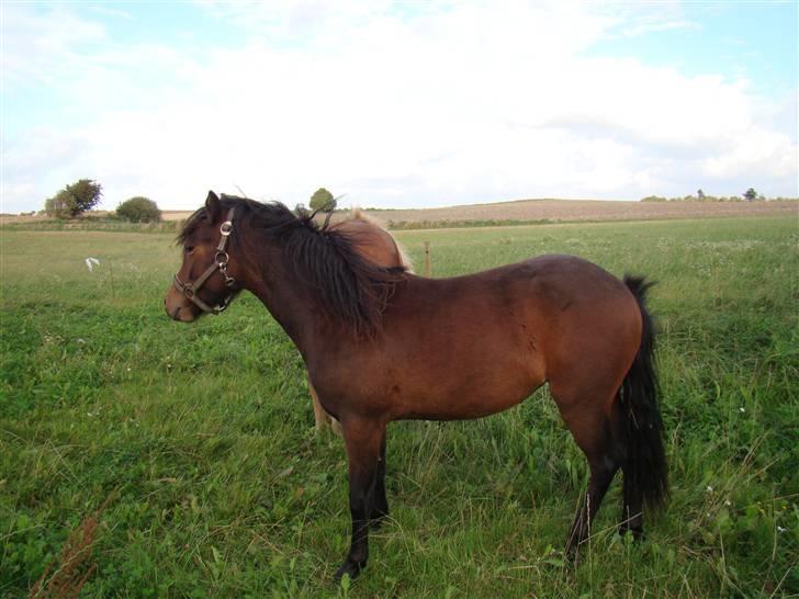 Dartmoor Innis ofelia billede 6