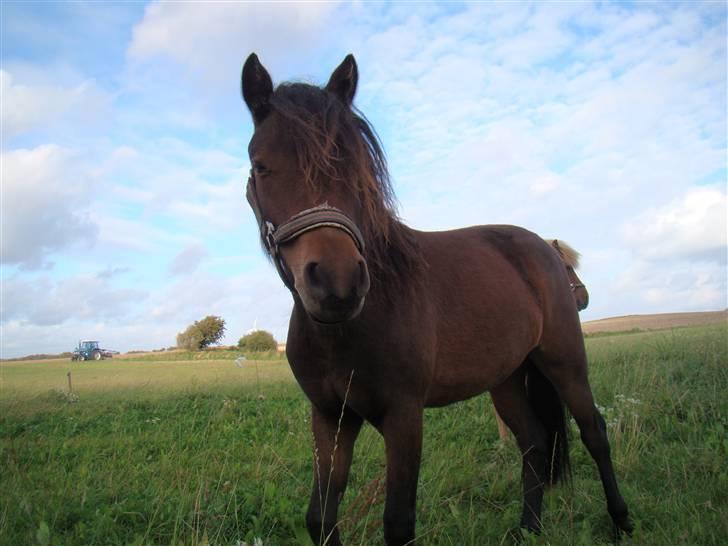 Dartmoor Innis ofelia billede 7