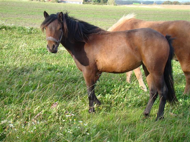 Dartmoor Innis ofelia billede 8