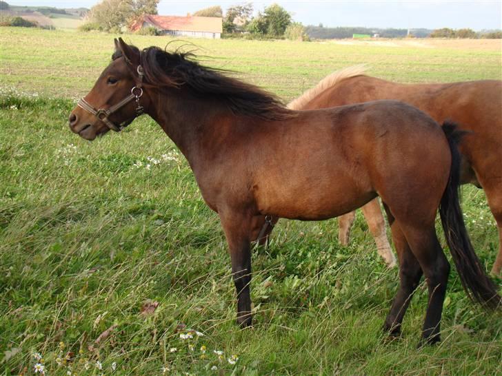 Dartmoor Innis ofelia billede 9