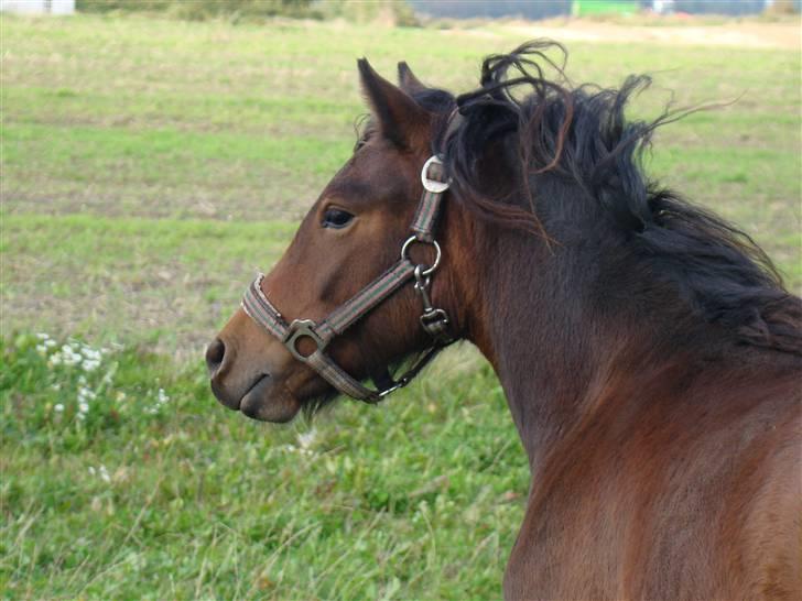 Dartmoor Innis ofelia billede 10