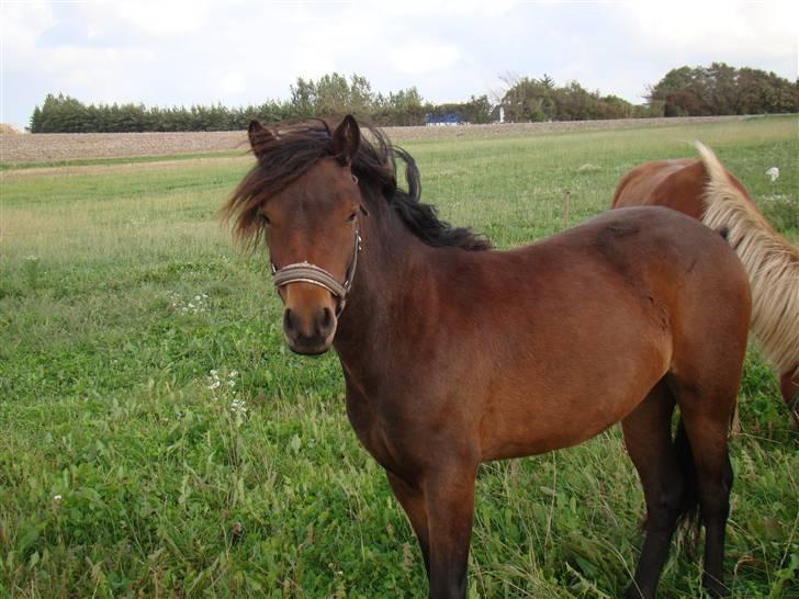 Dartmoor Innis ofelia billede 11
