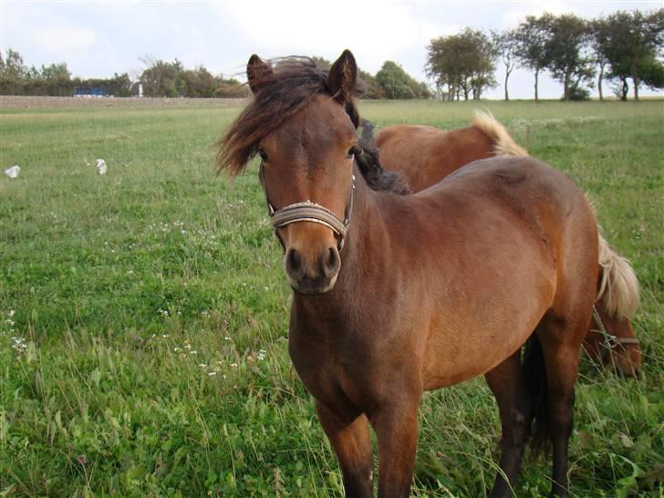 Dartmoor Innis ofelia billede 12