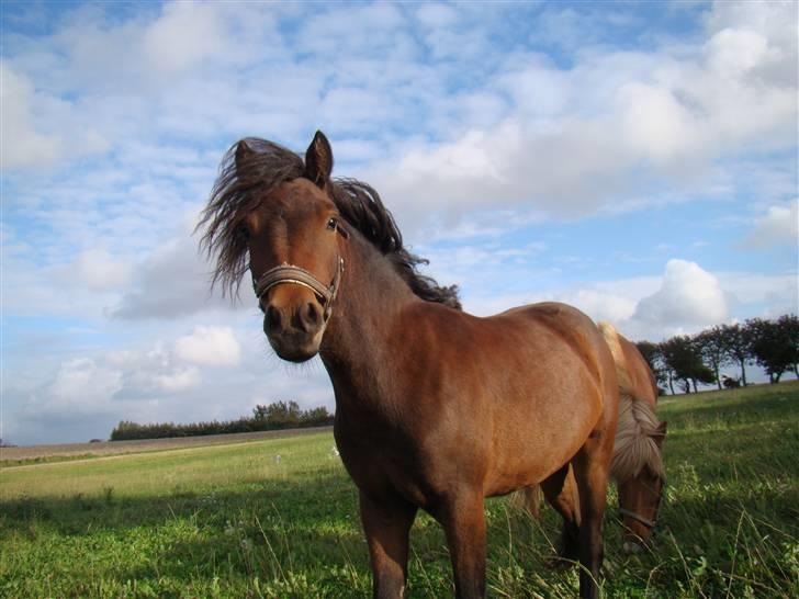 Dartmoor Innis ofelia billede 13