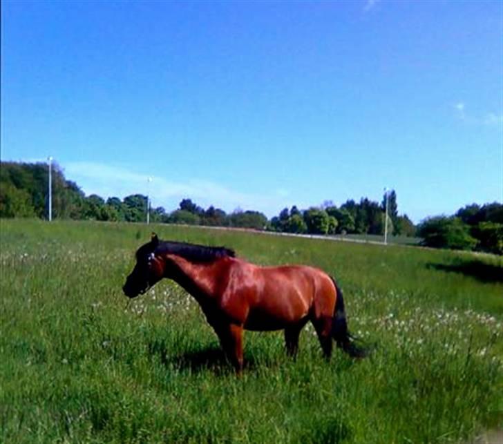 Anden særlig race Indy Boy Lærkebo Wonderboy - Sommer 2009, i det fri på græs folden. Foto: Mor billede 12