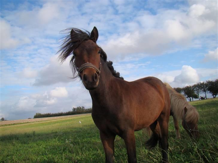 Dartmoor Innis ofelia billede 14