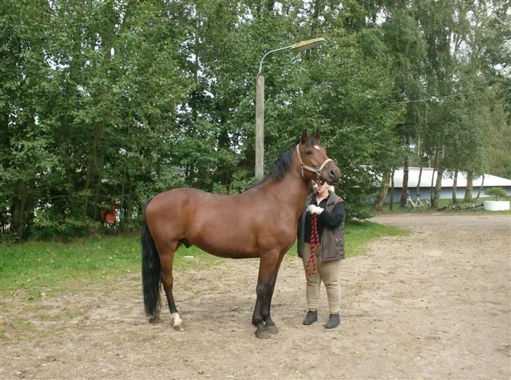 Anden særlig race Cherif ( solgt ) - ser jeg ikke godt ud  billede 2