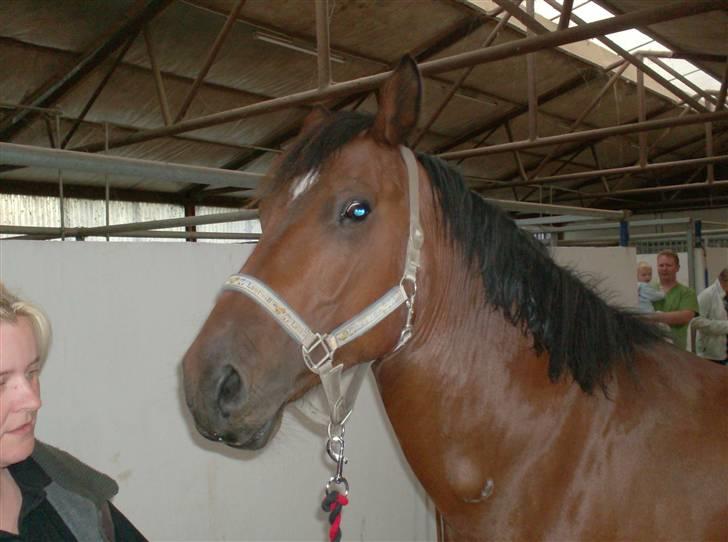 Anden særlig race Cherif ( solgt ) - ser jeg ikke godt ud smiler  billede 5
