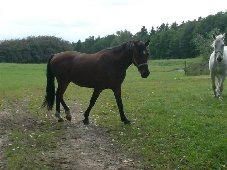 Anden særlig race Cherif ( solgt ) - her er min nye græs mark billede 6