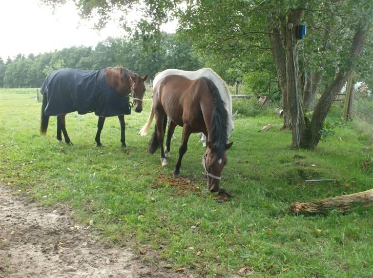 Anden særlig race Cherif ( solgt ) - her er min nye græs venner  billede 7