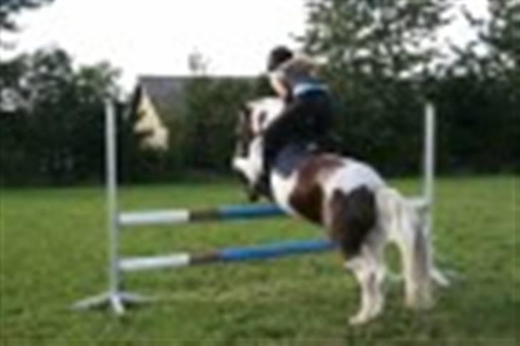 Anden særlig race Zenta  billede 20