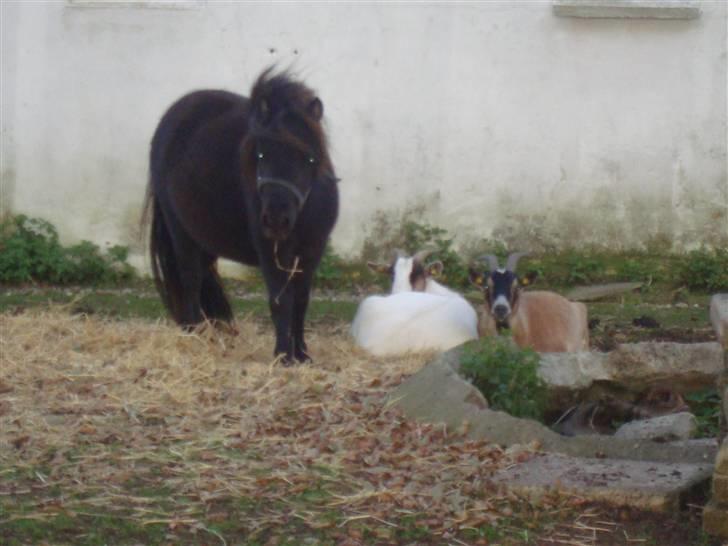 Miniature Frække Frida ;D  billede 7