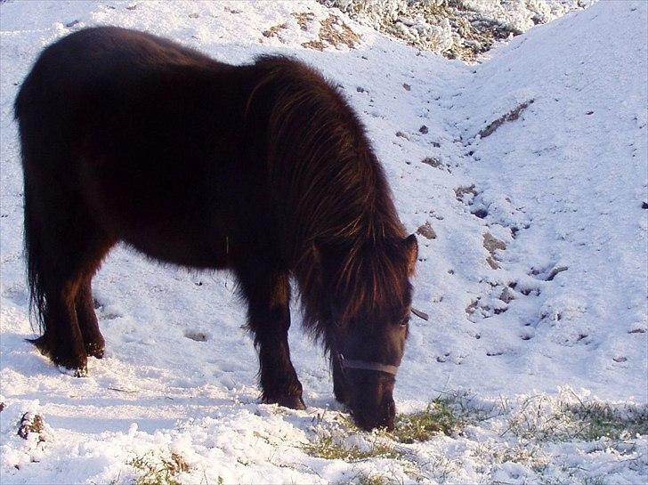 Miniature Frække Frida ;D  billede 8