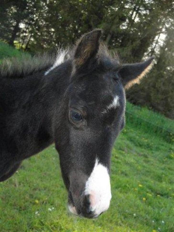 Pinto Lamborghini Solgt ! - Det er hans hoved billede 1