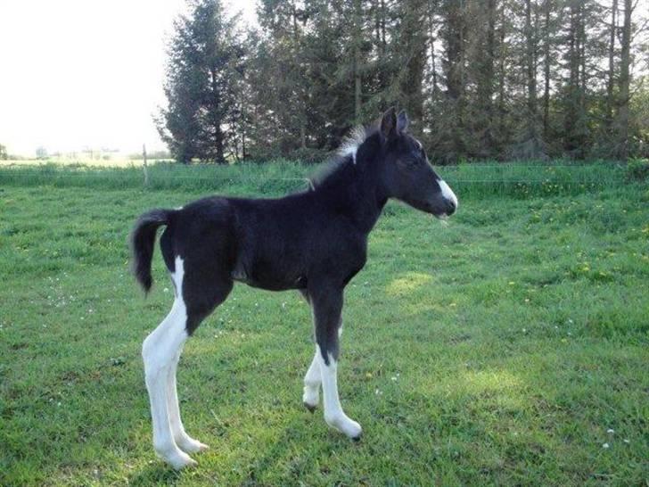 Pinto Lamborghini Solgt ! - Han er lidt usikker på benene endnu billede 2