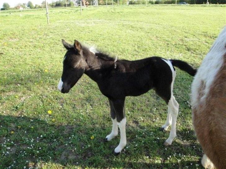 Pinto Lamborghini Solgt ! - Det er så min krop billede 4