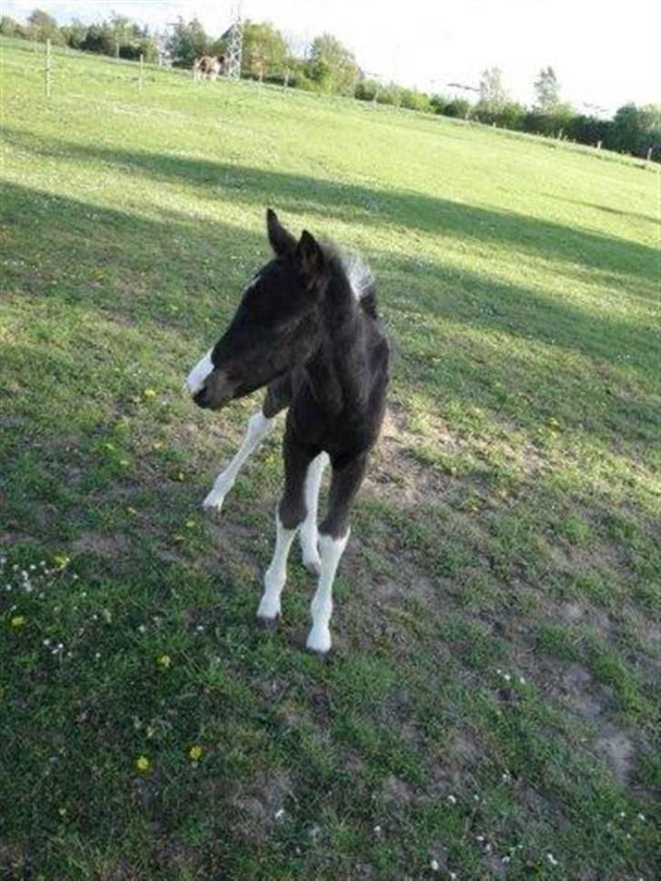 Pinto Lamborghini Solgt ! - Heej jeg er så sød siger de billede 7