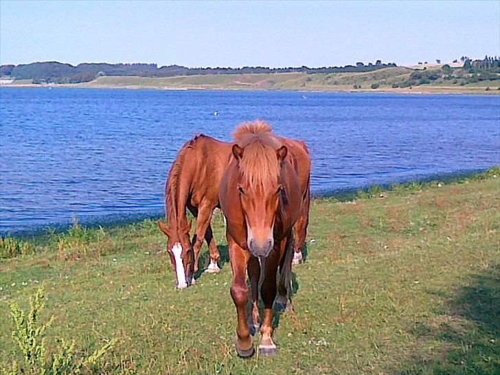 Islænder Brunn billede 3