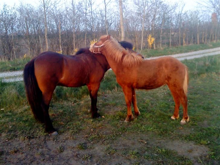 Islænder Brunn - Hygge ponyer <3 billede 5