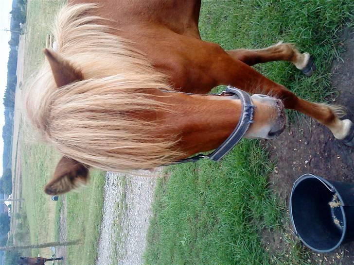 Islænder Brunn billede 6