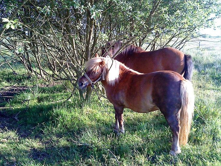 Shetlænder Annebelle - den bette <3 billede 1