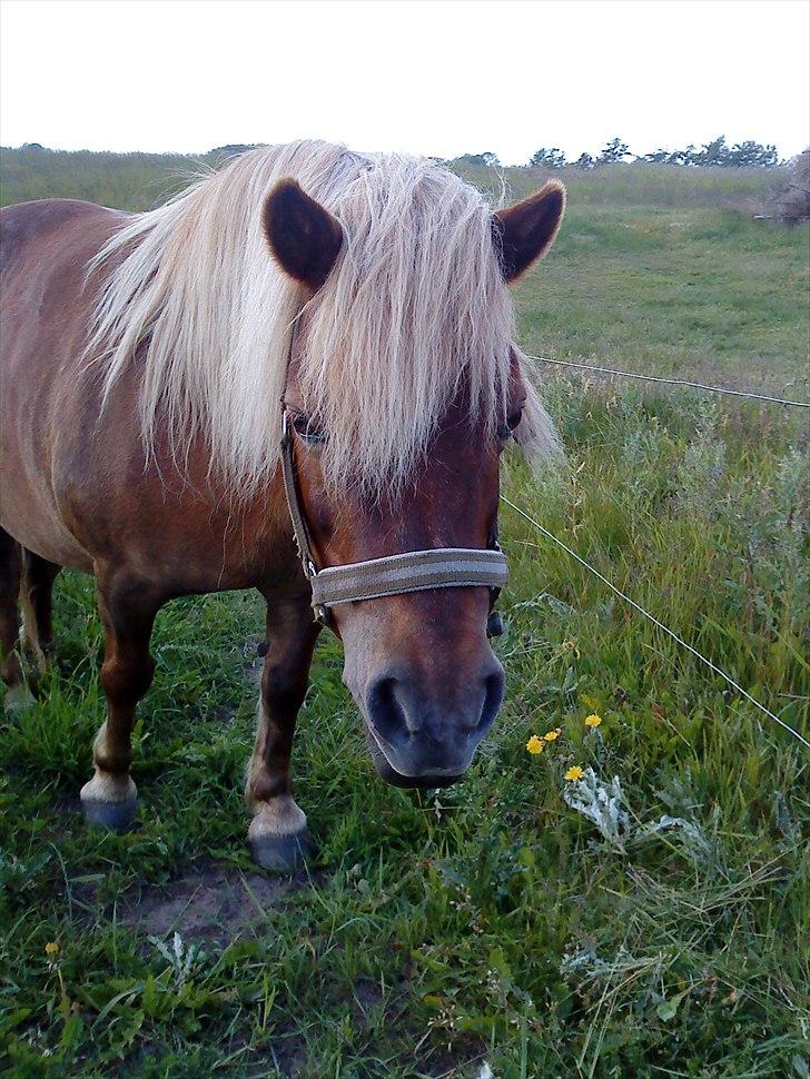 Shetlænder Annebelle - hygge på folden <3 billede 2