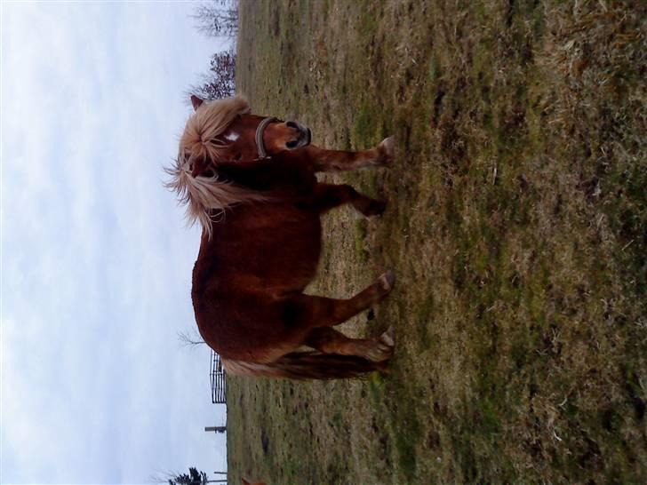 Shetlænder Annebelle billede 3