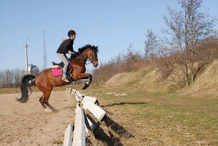 DSP Bakkelys Rozitta - #4 | Det er så det vi laver når vi rider dressur :D | Foto: Emilie billede 4