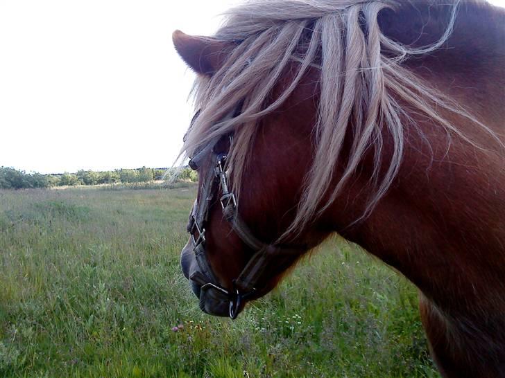 Shetlænder Annebelle - <3 billede 4