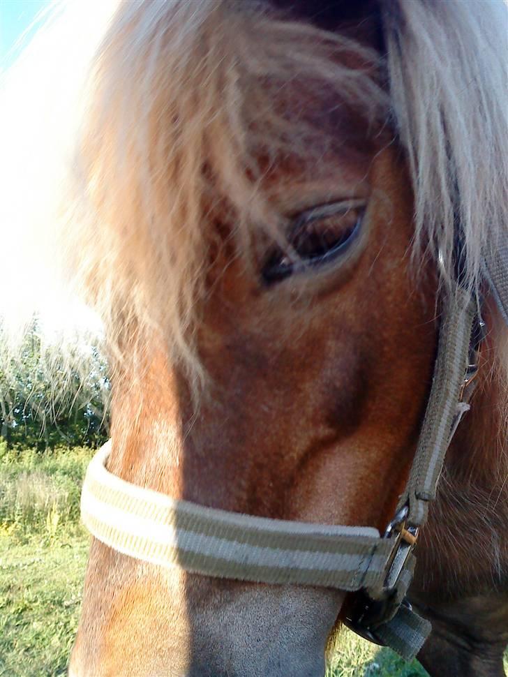 Shetlænder Annebelle - <3 billede 5