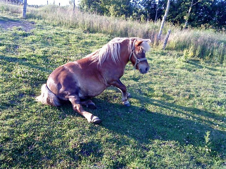 Shetlænder Annebelle - jeg kan da os side ned :P billede 6
