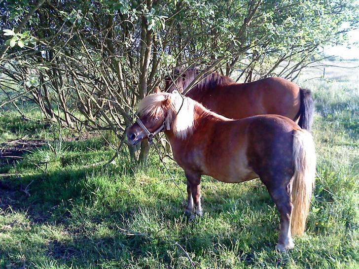 Shetlænder Annebelle billede 7