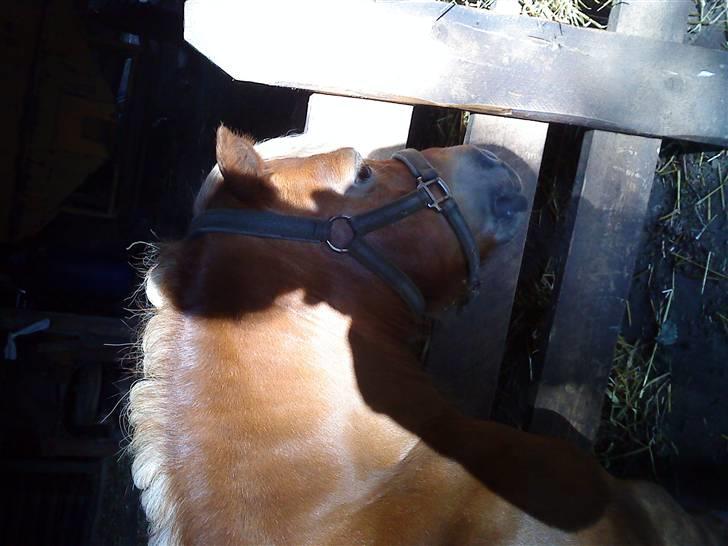 Shetlænder Annebelle - erved at gøre klar til dyreskue <3 smukke. billede 8