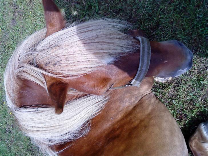 Shetlænder Annebelle billede 9