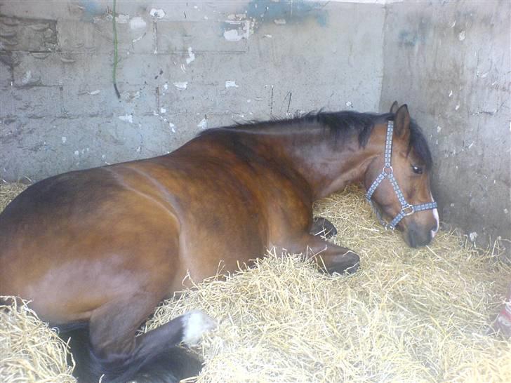 Anden særlig race Baron - Baron er træt efter at have rdet til konfimation.
-2009 billede 2