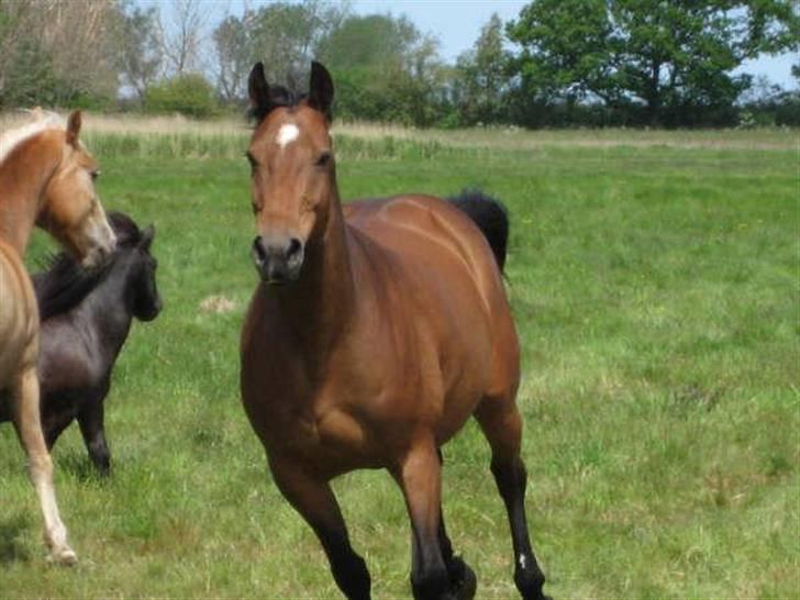 Anden særlig race Naja billede 7