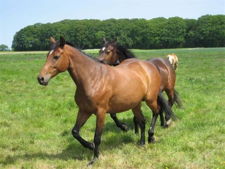 Anden særlig race Naja billede 8