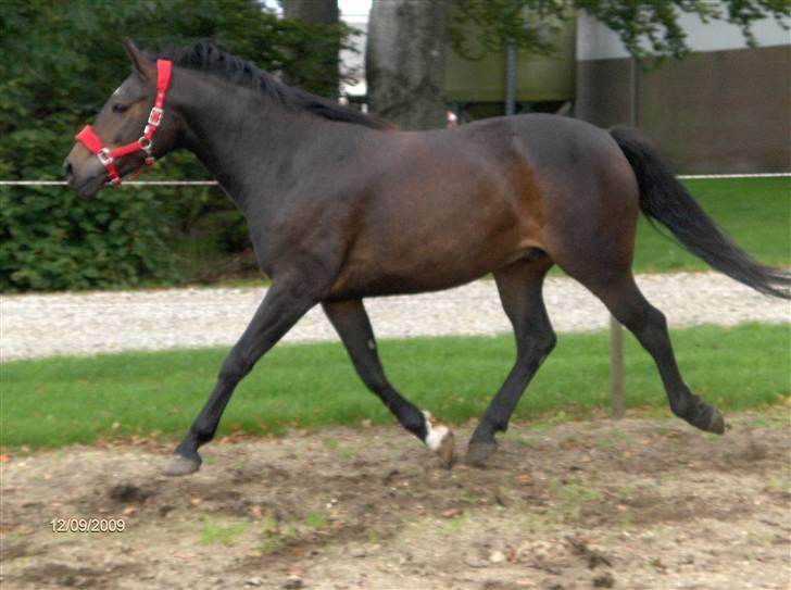 Anden særlig race *Pondus* SOLGT. - Han traver :) billede 4