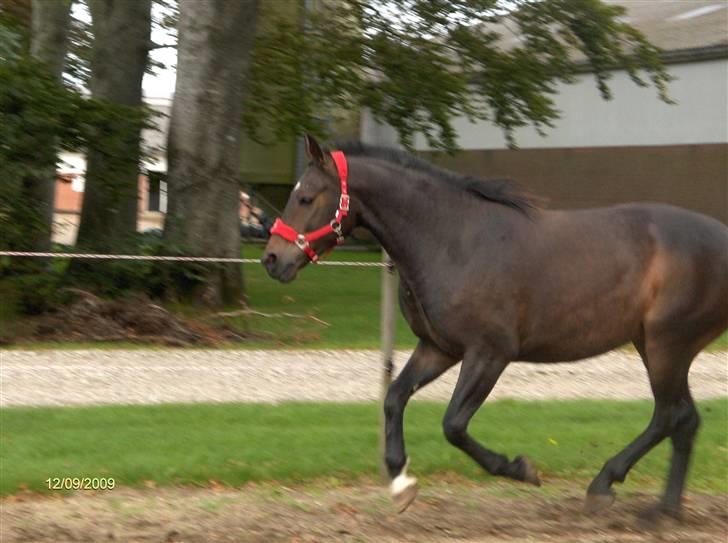Anden særlig race *Pondus* SOLGT. - Og i galop :) billede 5